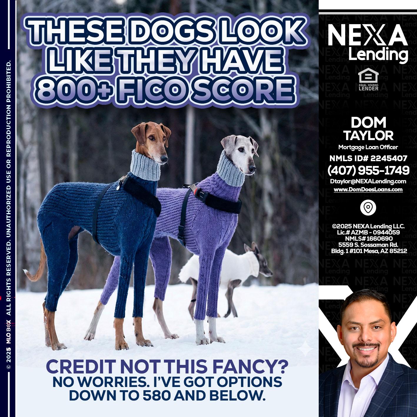 THESE DOGS LOOK - Dom Taylor -Mortgage Loan Officer